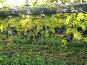 IMG-20170916-WA0012